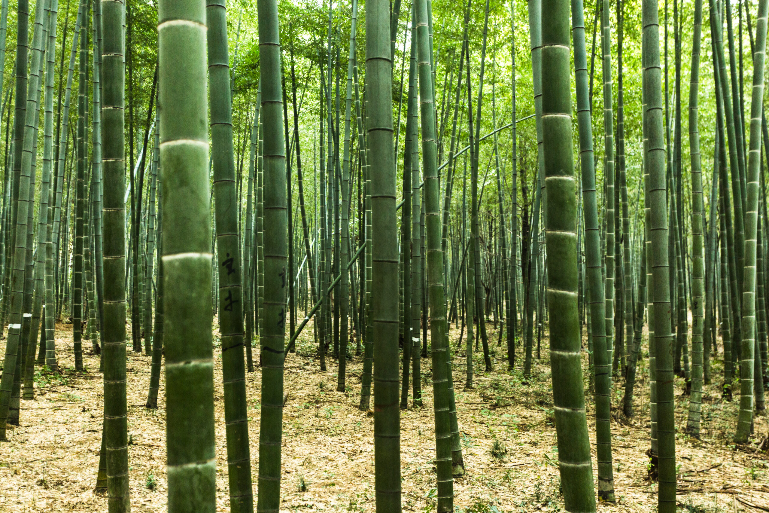 Bamboo forest in Yixing,Jiangsu,China.
