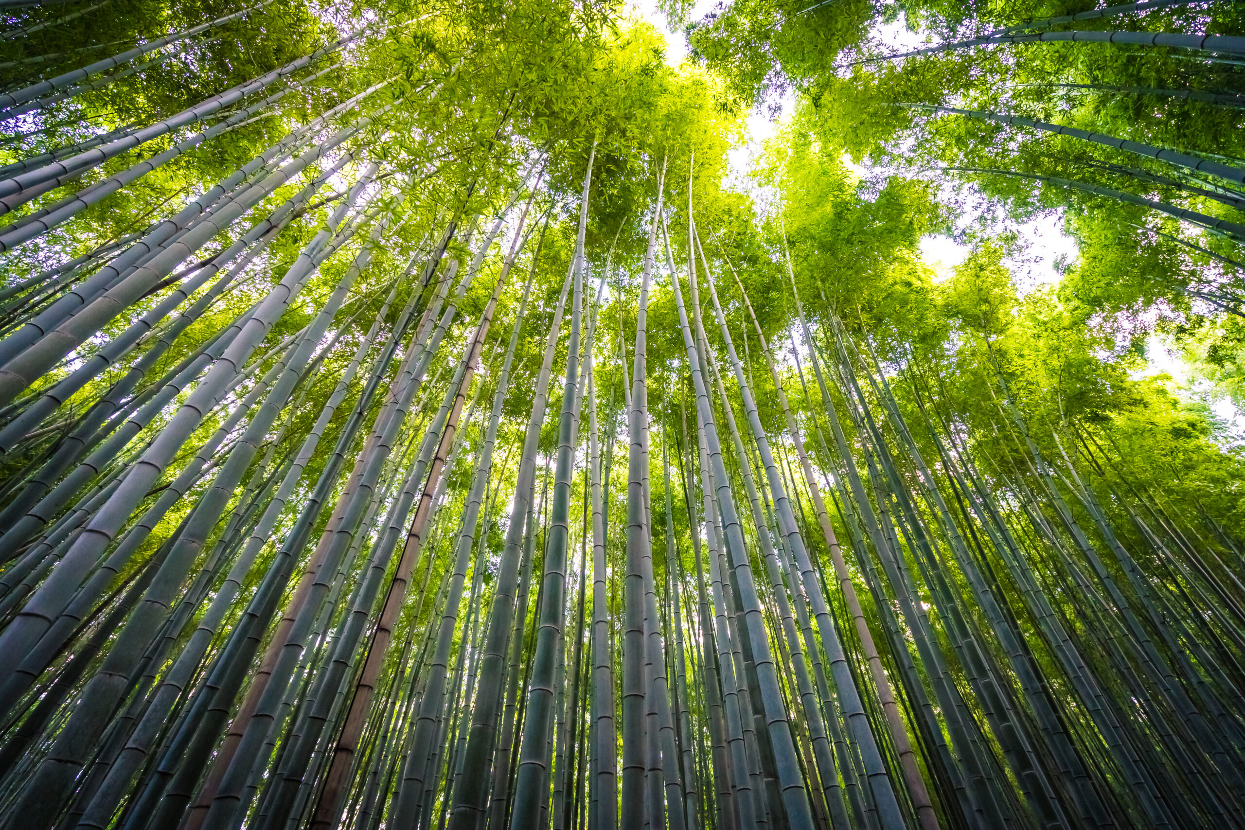 Beautiful landscape of bamboo grove in the forest at Arashiyama Kyoto Japan