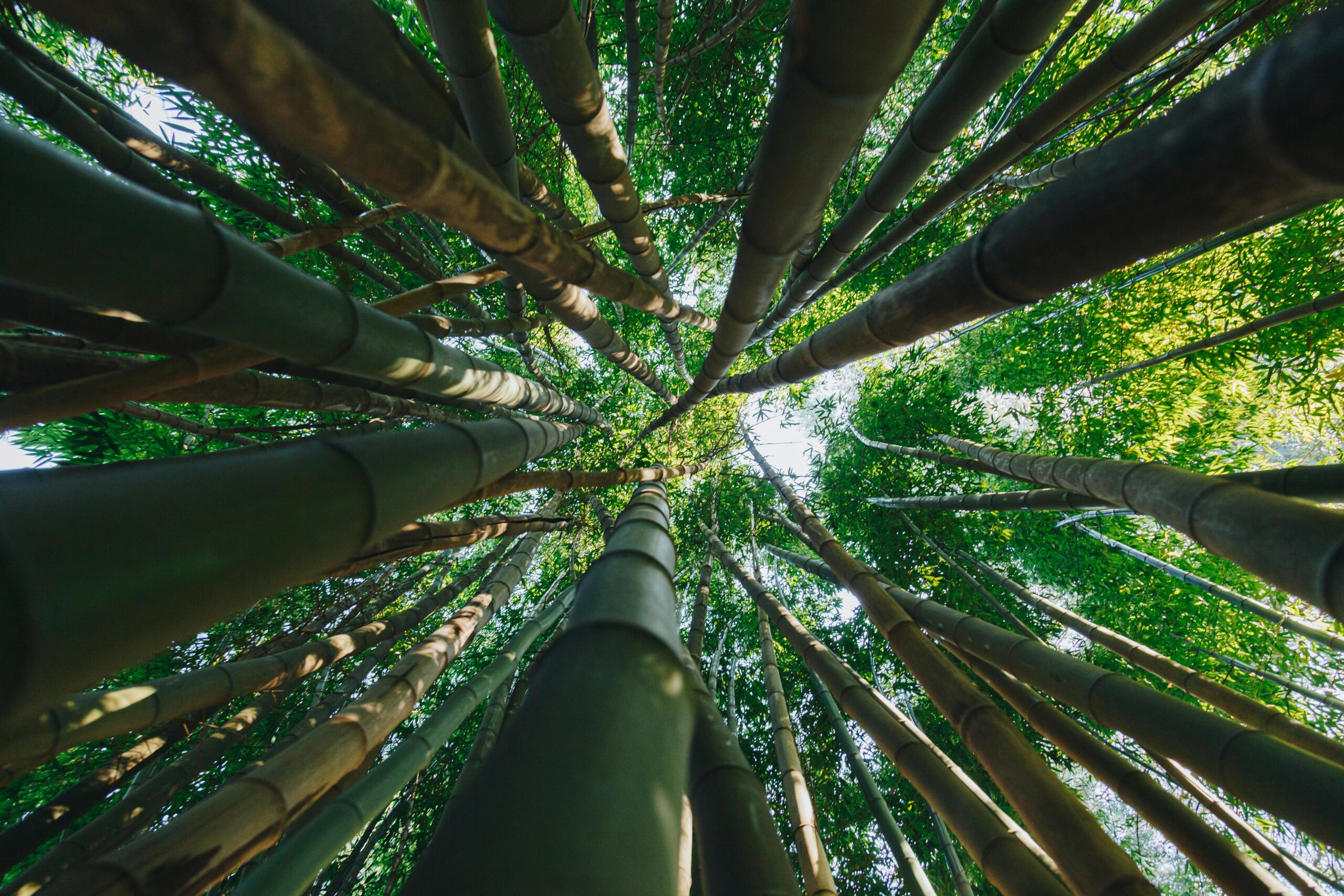 bamboo image