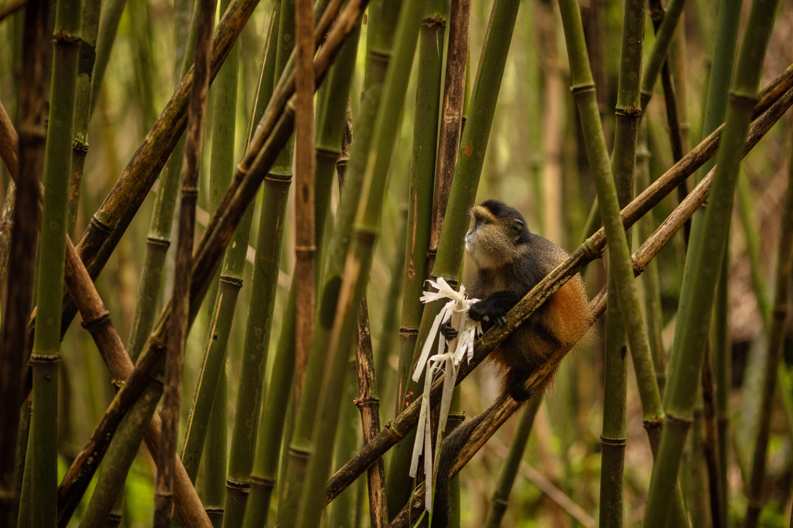 wild-very-rare-golden-monkey-bamboo-forest